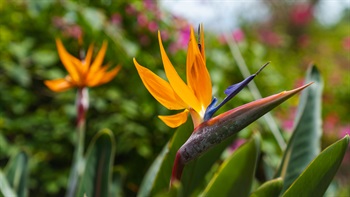 <i>Strelitzia reginae</i>